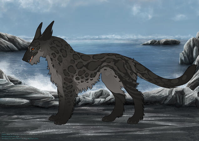 Tramp ♂ 7M, Duveteux, Rosettes, UC Ears & Tail